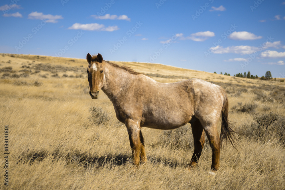 Tan Horse Tan Horse
