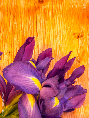 Fototapeta Naklejka Na Ścianę i Meble -  purple and yellow iris with copy space on plywood