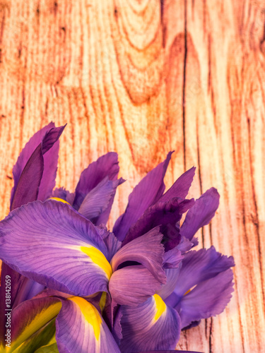 Fototapeta Naklejka Na Ścianę i Meble -  purple and yellow iris with copy space on wood planks