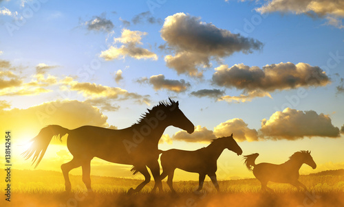 Silhouette of a horses in gallop at sunset. © vencav