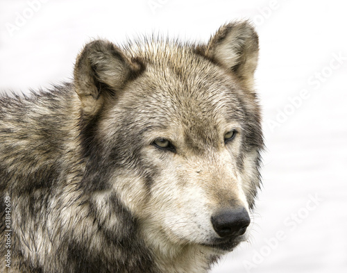 Wolf Head Shot Isolated