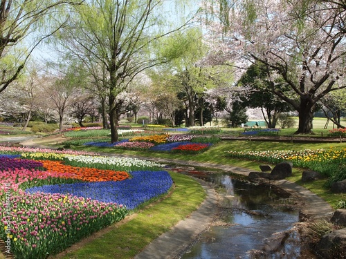 チューリップの咲く公園 photo