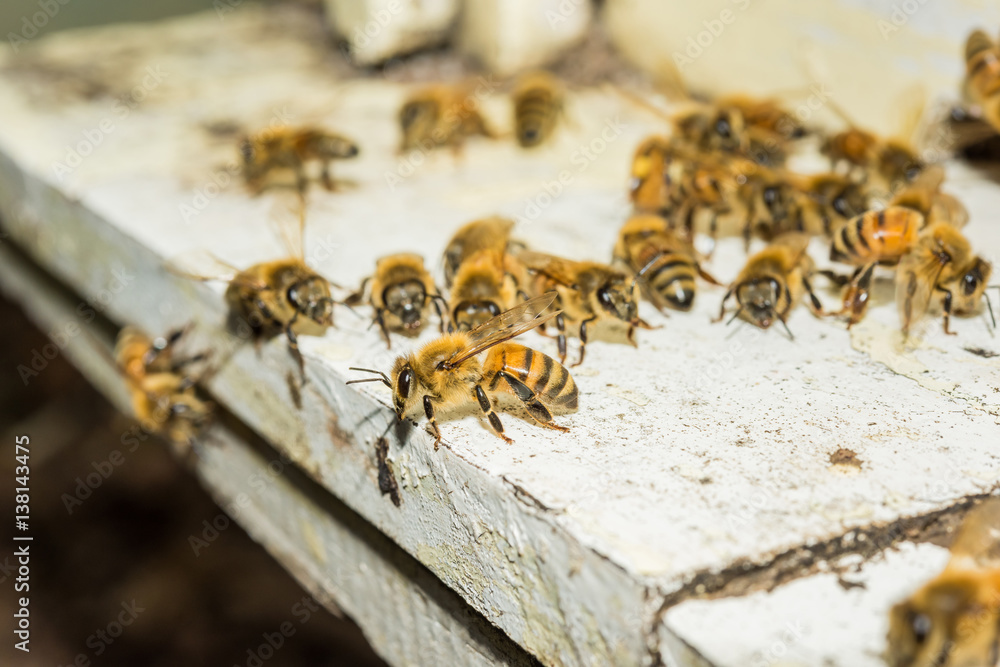 Bees at beehive Bees at beehive