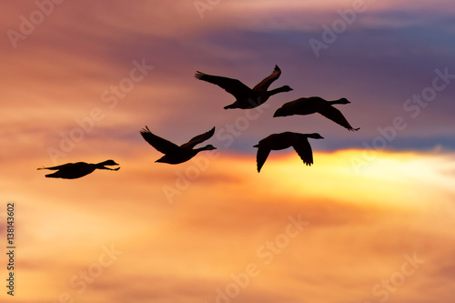 Snow Geese Flying at Sunrise © Delmas Lehman