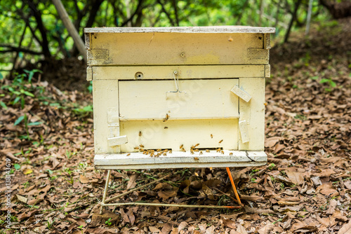 Bees at beehive