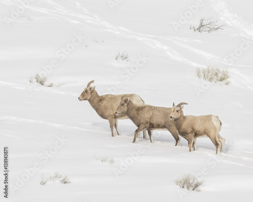 Three Bighorn sheep treking in the snow