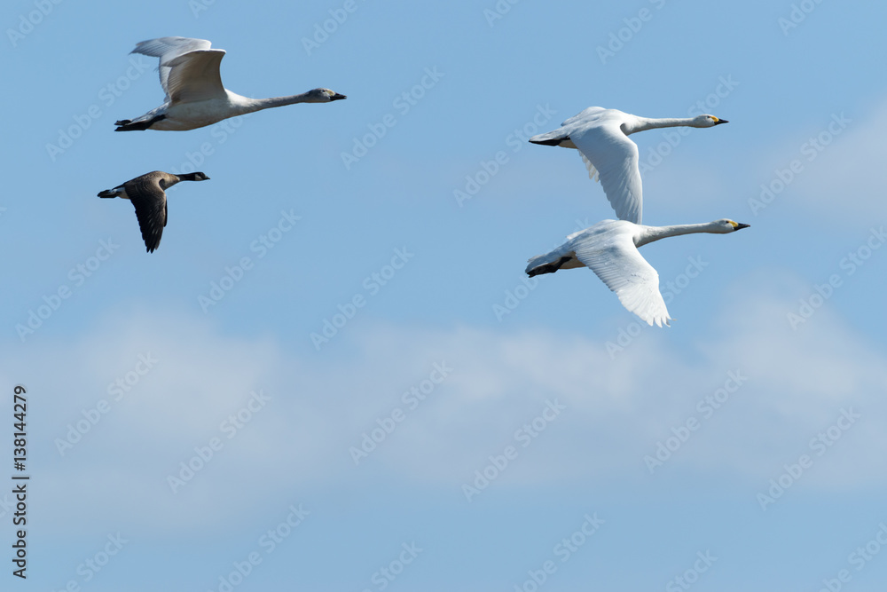 Obraz premium 飛ぶ白鳥とシジュウカラガン