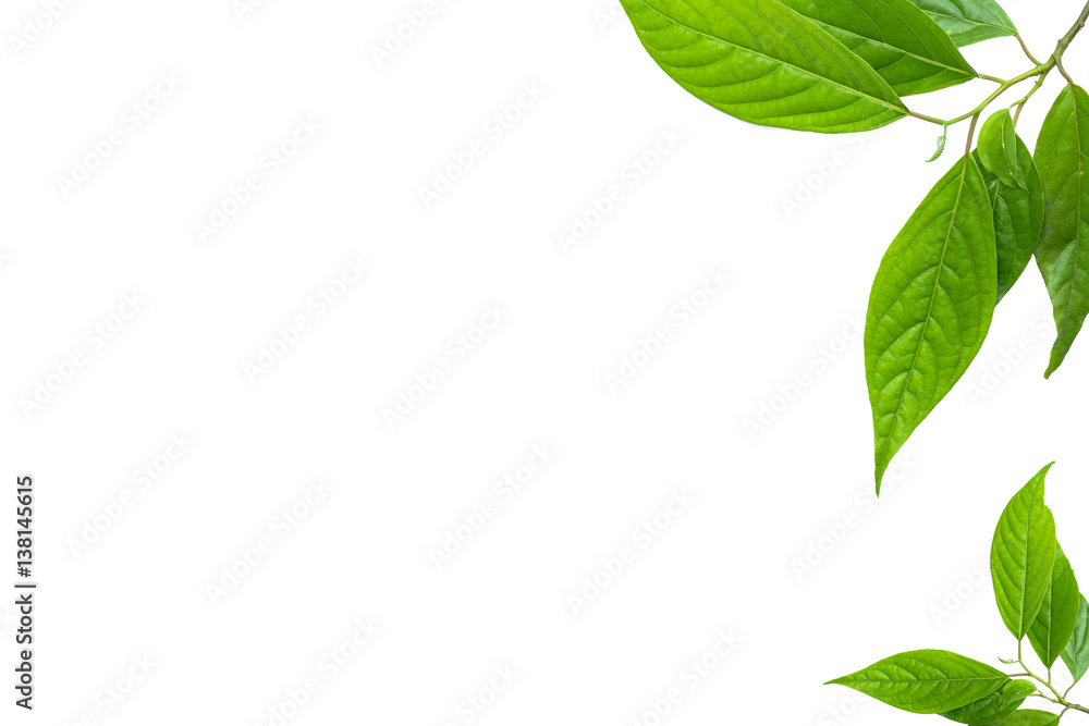 Fototapeta premium leaf green isolate