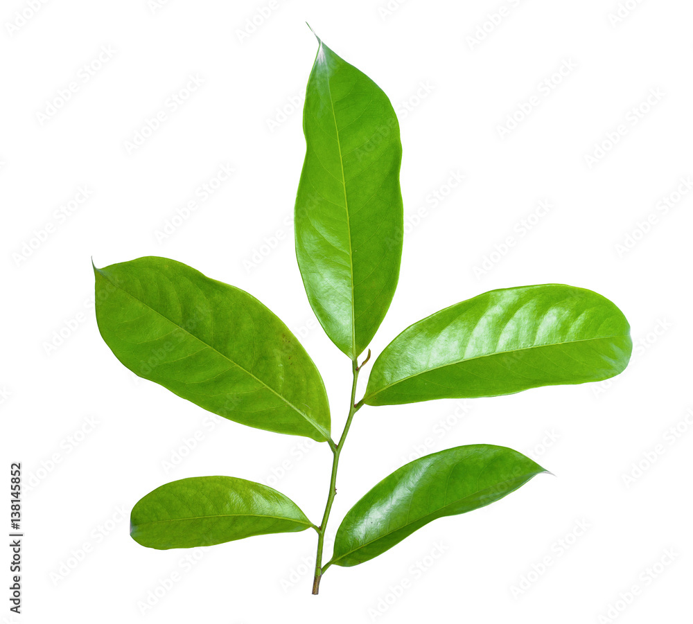leaf green isolate leaf green isolate