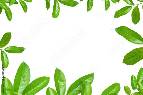 leaf green isolate