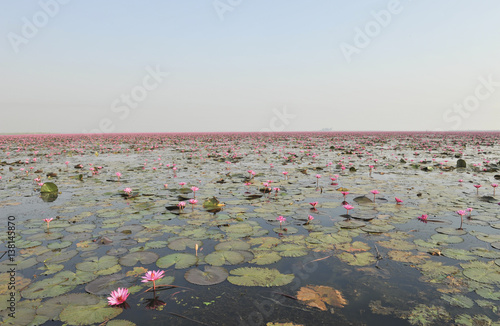 RedLotusSea Nong Han Kumphawapi  udonthani Northeast  in thailand photo