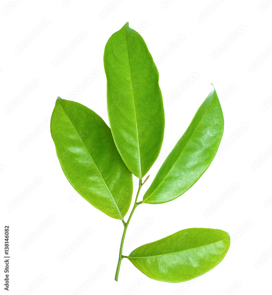 Fototapeta premium leaf green isolate