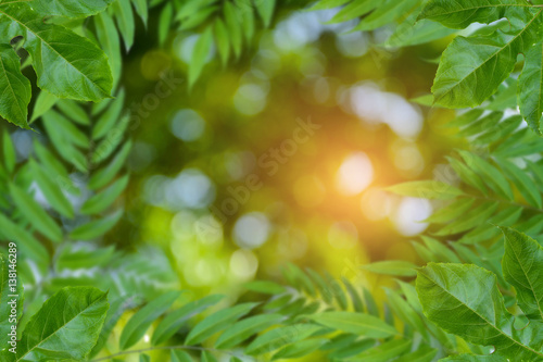 tree and bokeh background