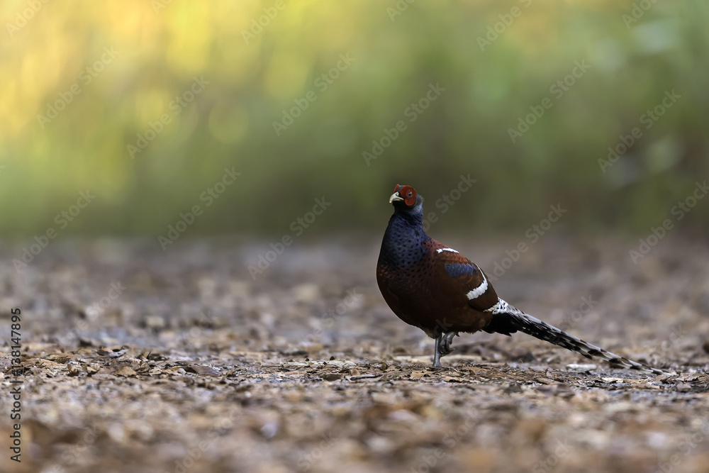 Fototapeta premium beautiful Mrs Hume's Pheasant stand in jungle background