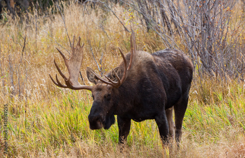 Fototapeta Naklejka Na Ścianę i Meble -  Bull moose in the fall