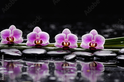 Set of four orchid with therapy stones 