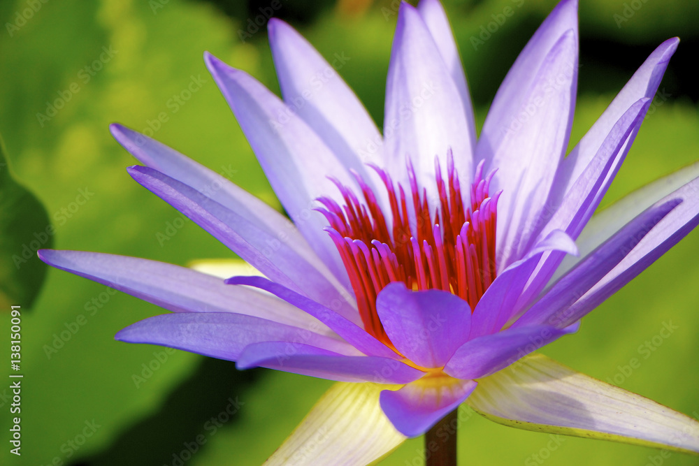 Water Lily In A Tropical Garden Water Lily In A Tropical Garden