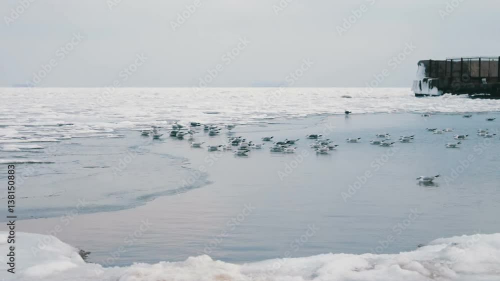 Seagulls sitting on ice-covered sea Seagulls sitting on ice-covered sea
