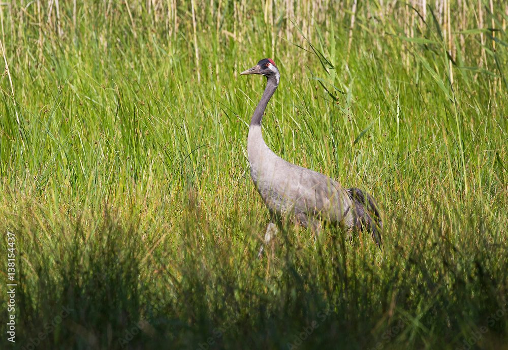 Fototapeta premium Common crane (Grus grus). Lonely crane sneaking in the grass.