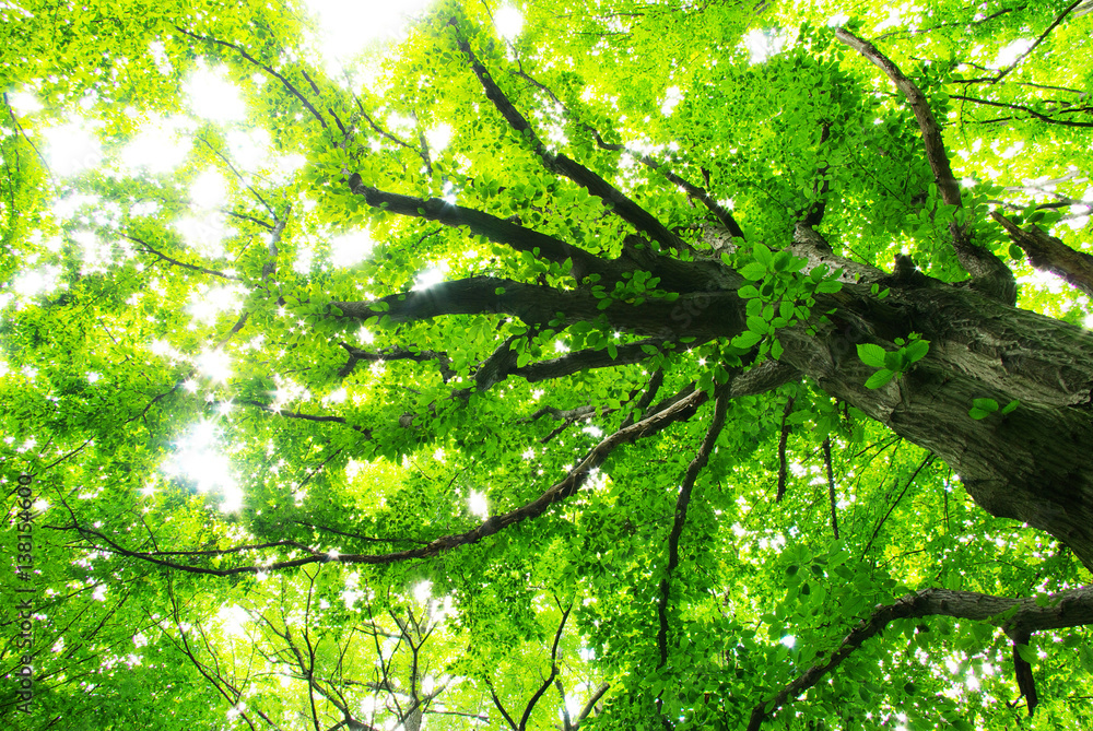 Fototapeta premium leaves background