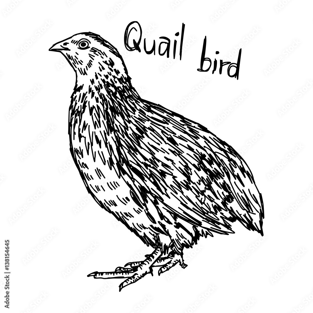 Fototapeta premium quail - vector illustration sketch hand drawn with black lines, isolated on white background