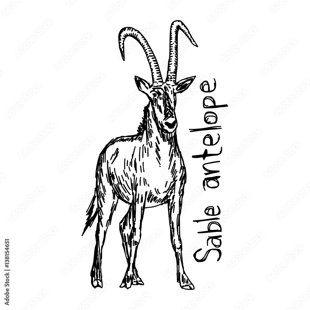 Sable antelope - vector illustration sketch hand drawn with black lines ...