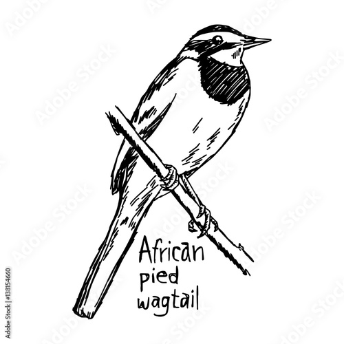 african pied wagtail - vector illustration sketch hand drawn with black lines, isolated on white background photo