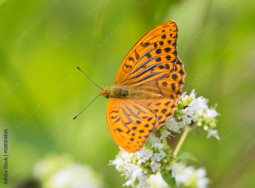 Silver-washed fritillary Silver-washed fritillary
