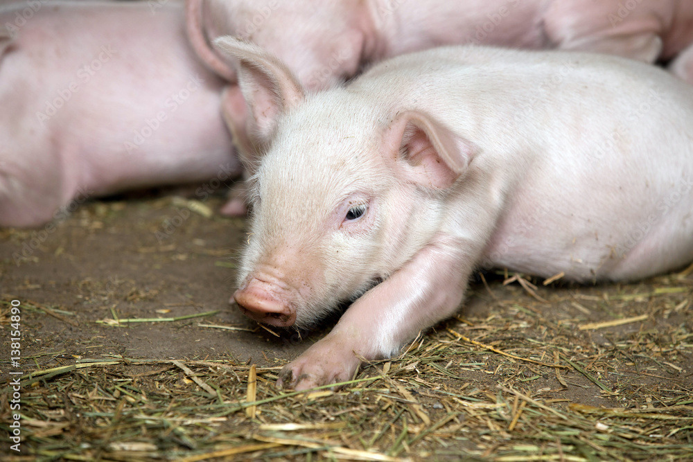 Little piglets Little piglets