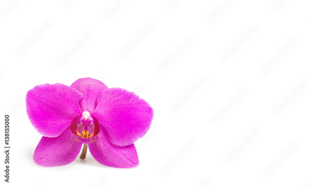 orchid flower, isolated orchid flower, isolated