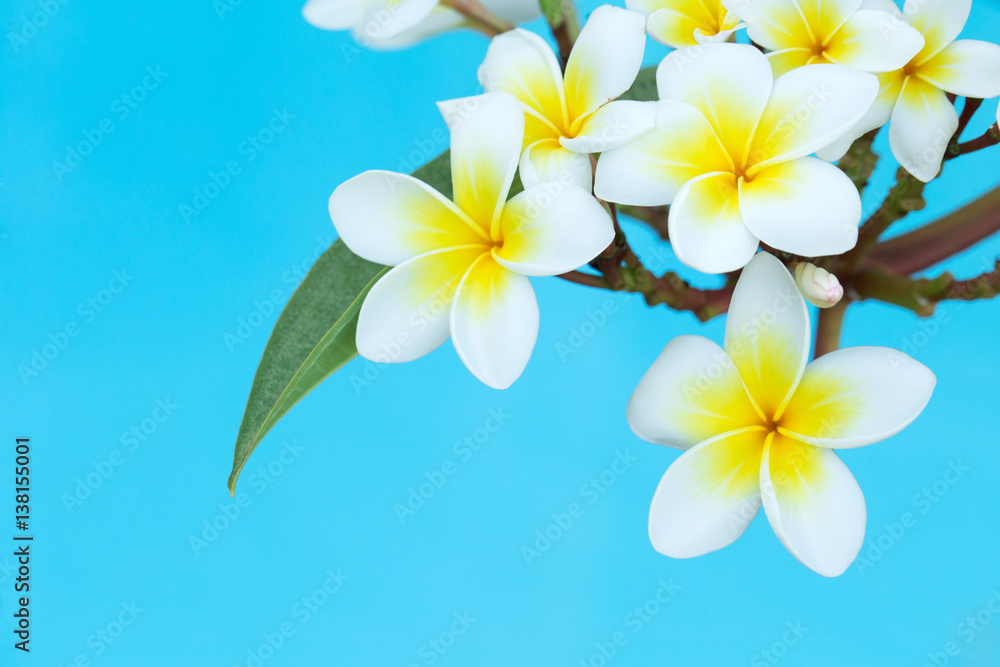 plumeria flowers plumeria flowers