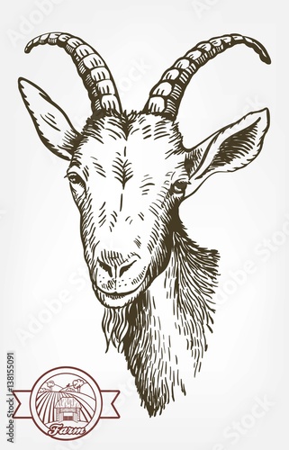 goat head. livestock. animal grazing. sketch drawn by hand.