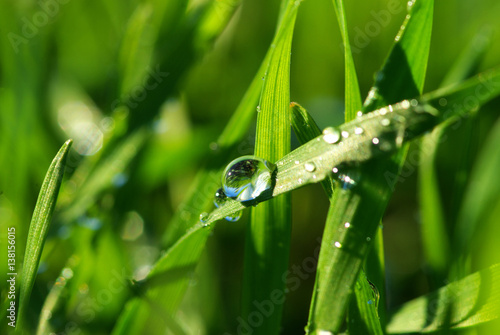  drop on grass