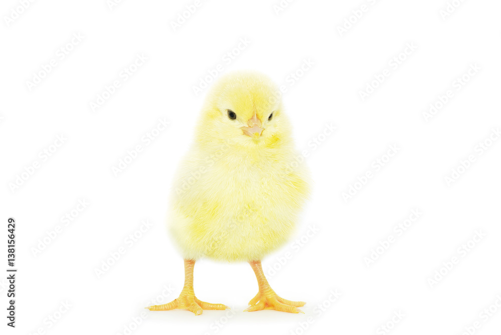chicken chicken