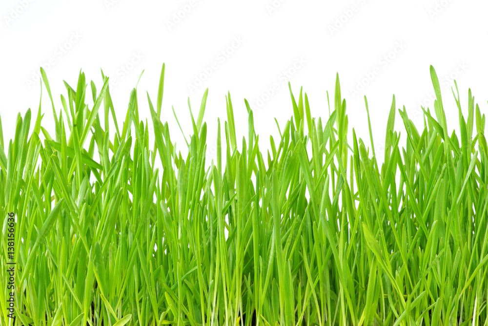 Naklejka grass texture