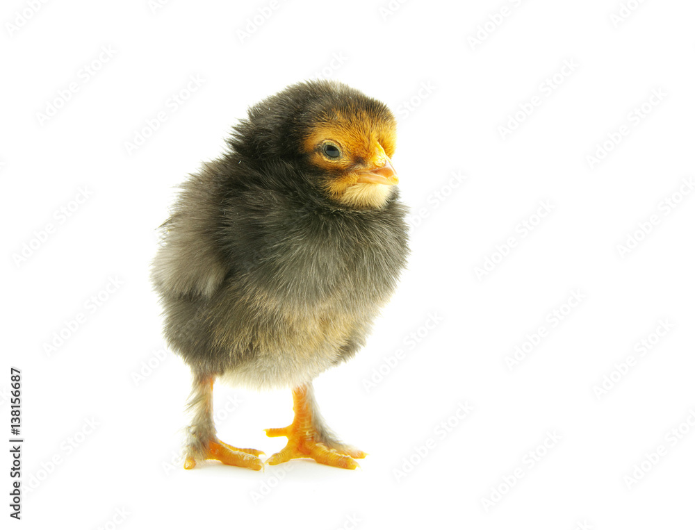 chicken chicken