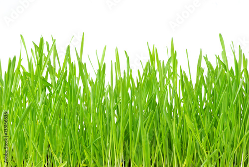  grass texture