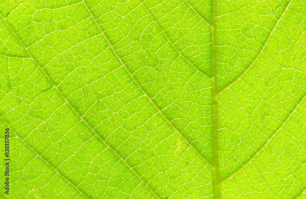 structure of leaf structure of leaf