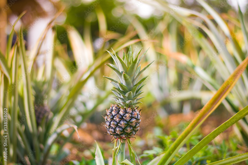 A tiny pineapple tropical fruit growing in a farm A tiny pineapple tropical fruit growing in a farm