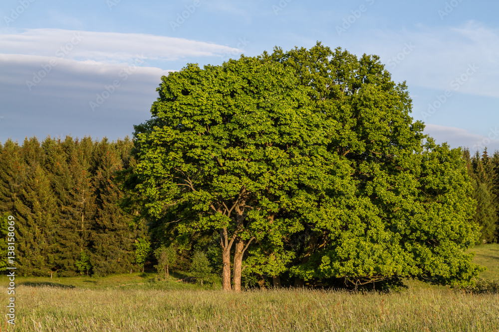 Fototapeta premium Harzlandschaft Wiese und Wald