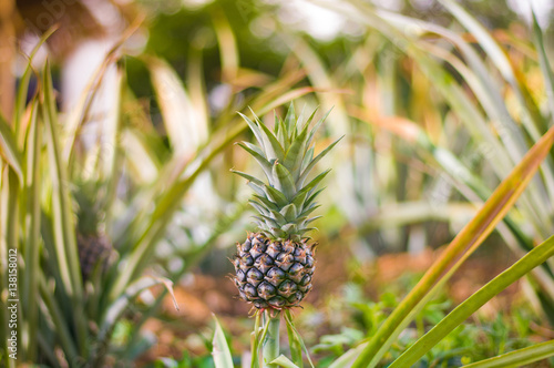A tiny pineapple tropical fruit growing in a farm