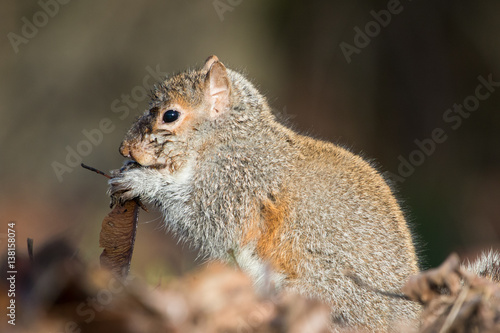 Eatern Gray Squirrel photo