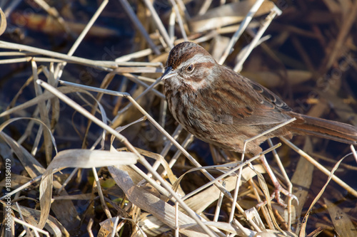 Song Sparrow photo