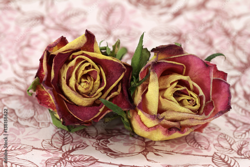 Obraz premium nostalgische rosen für rosamunde