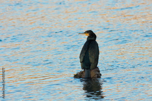 great cormorant in the middle of the river