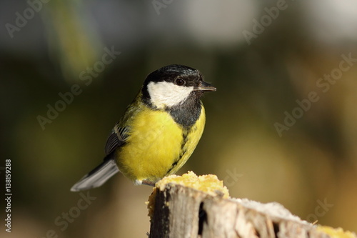 great tit perched on top of wooden stump