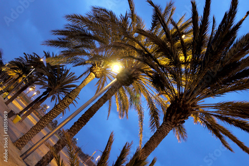 Photography Palm trees on the beach in Barcelona