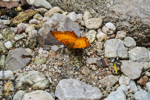 Beautiful butterfly in natural forests countryside Thailand