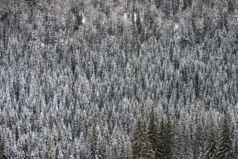 textural image on spruce forest in winter textural image on spruce forest in winter