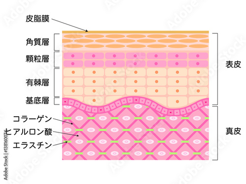 肌　断面図